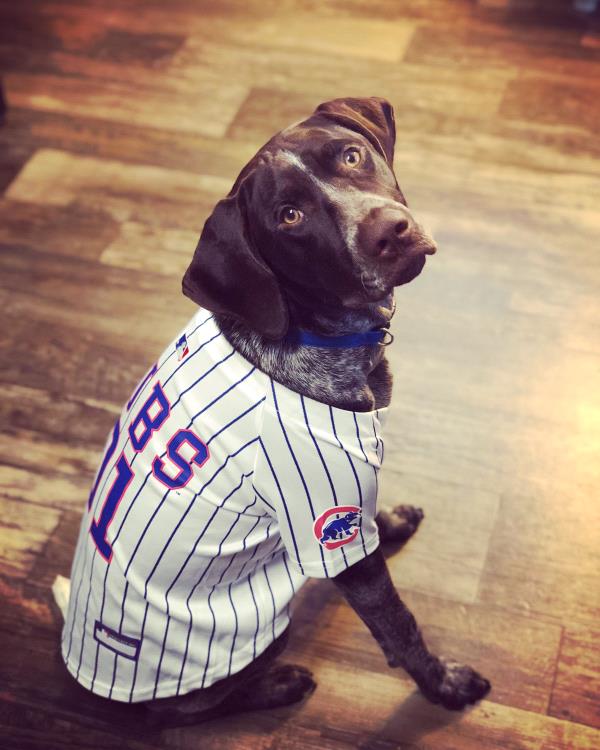 /Images/uploads/Southeast German Shorthaired Pointer Rescue/segspcalendarcontest2018/entries/8847thumb.jpg